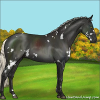 Horse Color:White Spotted Liver Chestnut Mushroom 