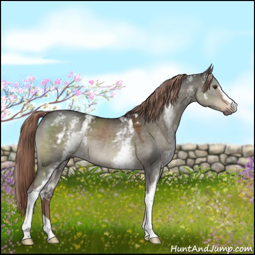 Horse Color:White Spotted Liver Red Dun 