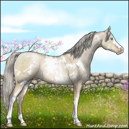 Horse Color:White Spotted Chocolate Palomino Pearl Dun Mushroom Rabicano