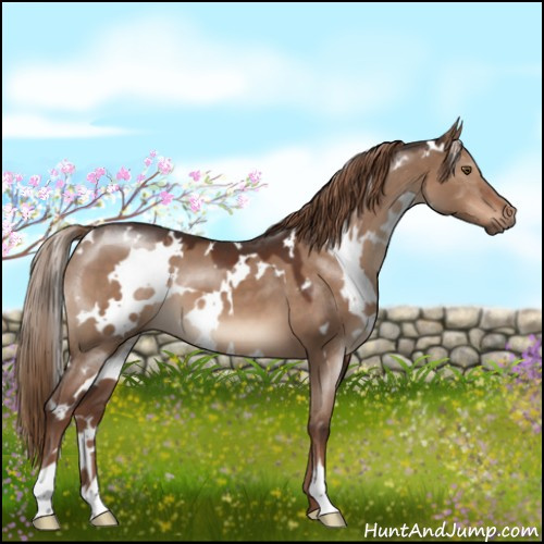 Horse Color:White Spotted Liver Red Dun 