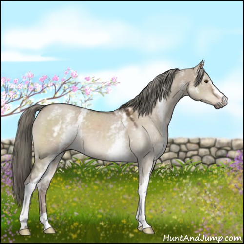 Horse Color:White Spotted Liver Red Dun Mushroom