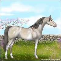 Horse Color:White Spotted Liver Red Dun Mushroom 