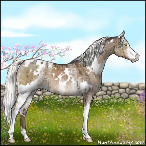 Horse Color:White Spotted Liver Red Dun Mushroom Brindle