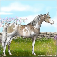 Horse Color:White Spotted Liver Red Dun Mushroom Brindle