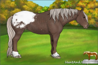 Horse Color:Silver Black Appaloosa 