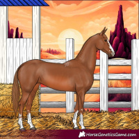 Horse Color:Chestnut 
