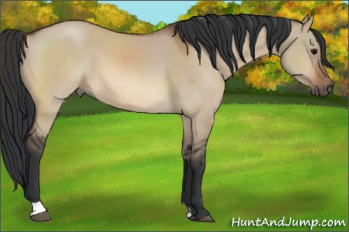 Horse Color:Bay Dun 