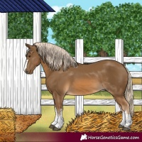 Horse Color:Chocolate Palomino 