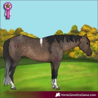 Horse Color:Brown Dun Tobiano 