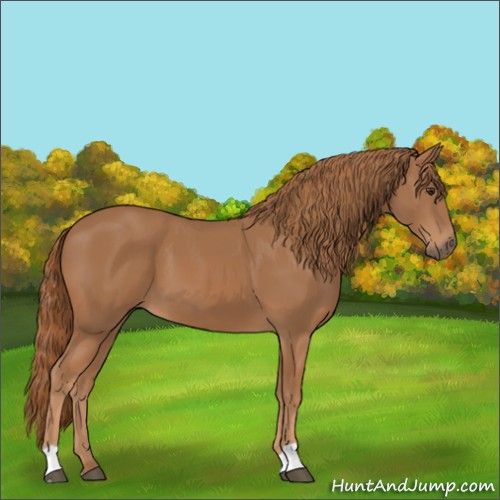 Horse Color:Chestnut 
