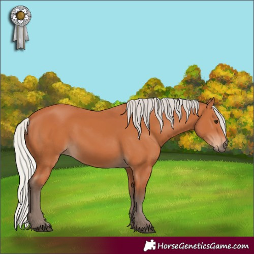 Horse Color:Silver Bay 