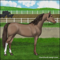 Horse Color:Liver Red Dun 