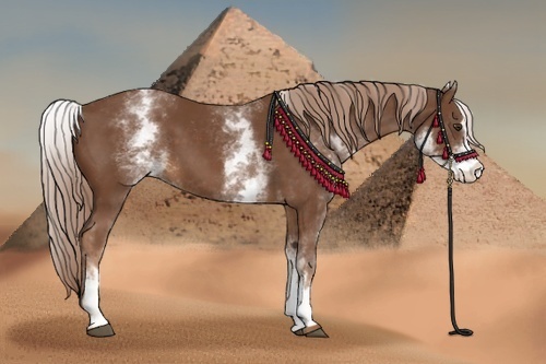 Horse Color:White Spotted Chestnut Sabino
