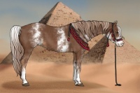 Horse Color:White Spotted Chestnut Sabino