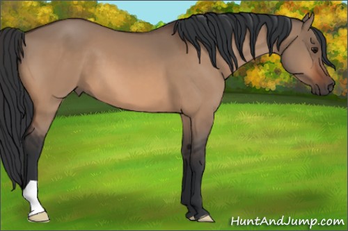Horse Color:Bay Dun