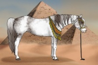 Horse Color:White Spotted Liver Chestnut Sabino 
