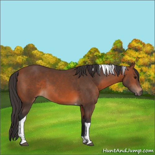 Horse Color:Bay Tobiano 