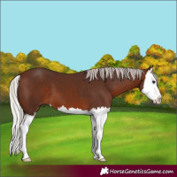Horse Color:Silver Brown Splash 