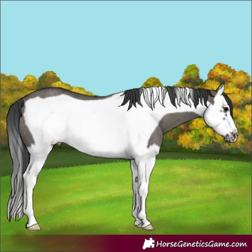 Horse Color:Grullo Splash Frame Rabicano