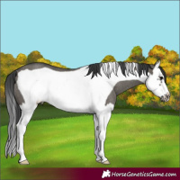 Horse Color:Grullo Splash Frame Rabicano