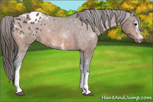 Horse Color:White Spotted Bay Appaloosa
