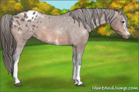 Horse Color:White Spotted Bay Varnish