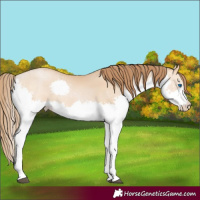 Horse Color:Bay Pearl Dun Splash 