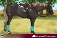 Horse Color:Liver Chestnut Rabicano 
