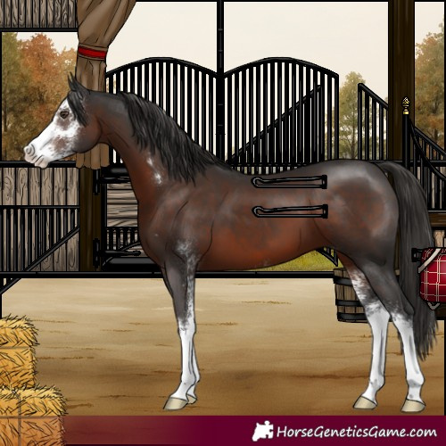 Horse Color:Liver Chestnut Sabino 