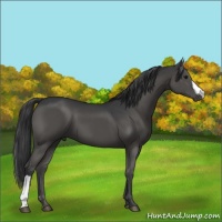 Horse Color:Black 