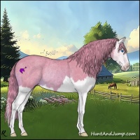 Horse Color:Watercolor Chestnut Splash Rabicano 