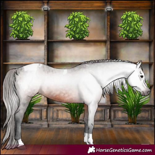 Horse Color:Gray Bay Tobiano Appaloosa 