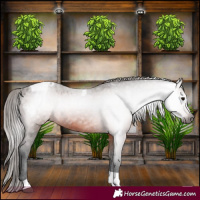 Horse Color:Gray Bay Tobiano Appaloosa 