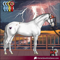 Horse Color:Buckskin Dun Mushroom Splash Tobiano Appaloosa 