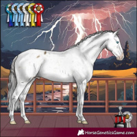 Horse Color:Buckskin Dun Mushroom Splash Tobiano Appaloosa 