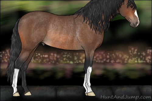 Horse Color:Bay Rabicano 