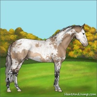 Horse Color:Bay Dun Splash Tobiano Appaloosa Rabicano 