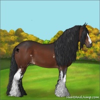 Horse Color:White Spotted Bay 