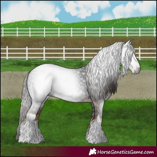 Horse Color:Gray White Spotted Liver Chestnut
