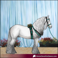 Horse Color:Gray White Spotted Bay 