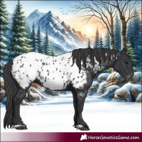 Horse Color:Black Appaloosa