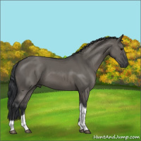 Horse Color:Grullo Tobiano