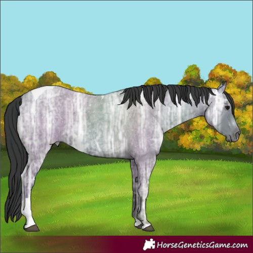 Horse Color:Blue Ice Roan Tobiano 