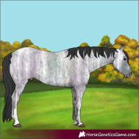 Horse Color:Blue Ice Roan Tobiano