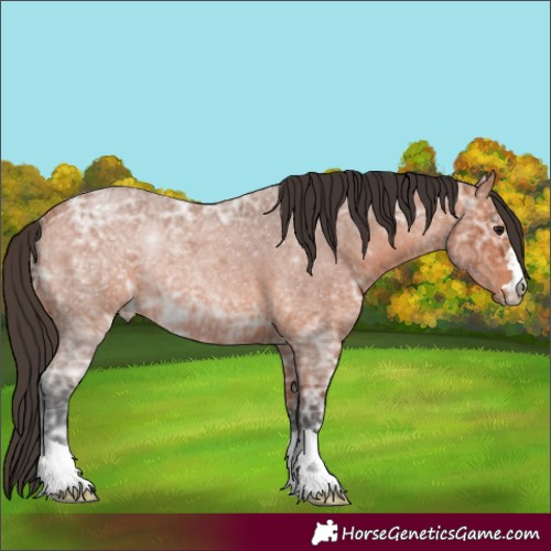 Horse Color:Bay Ice Roan 