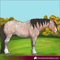 Horse Color:Bay Ice Roan 