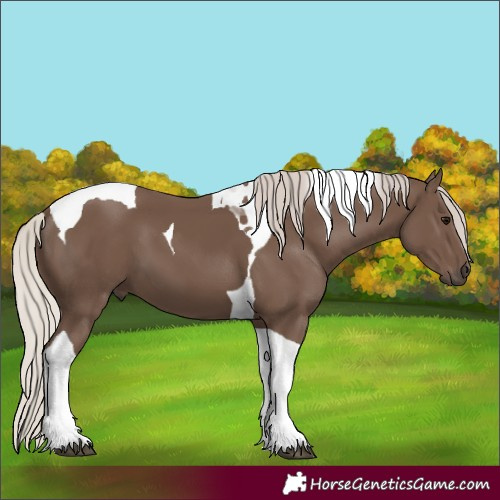 Horse Color:Silver Black Tobiano