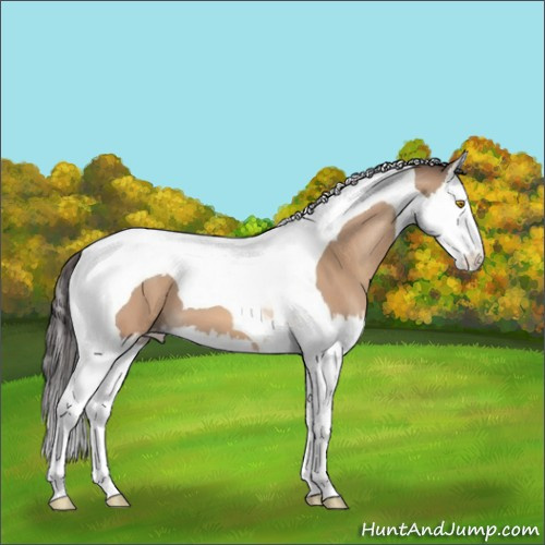 Horse Color:Amber Champagne Splash Tobiano 