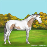 Horse Color:Amber Champagne Splash Tobiano