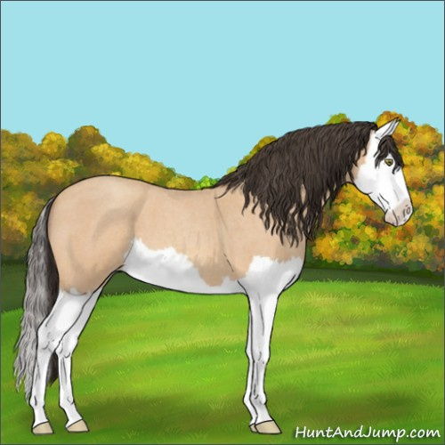 Horse Color:Amber Champagne Roan Splash